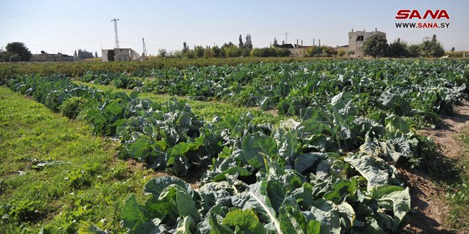2750 דונמים בעיר א-סואדאא נשתלו ירקות חורפיות