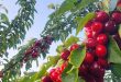 Cherry of Occupied Syrian GolanРђд a taste with flavor of resilience
