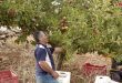 Temporada de cosecha de manzanas en Sweida