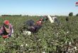В провинции Дейр-эз-Зор ожидают хороший урожай хлопка