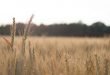 روسيا تعلن ضمان أمنها الغذائي من محاصيل الحبوب لهذا الموسم